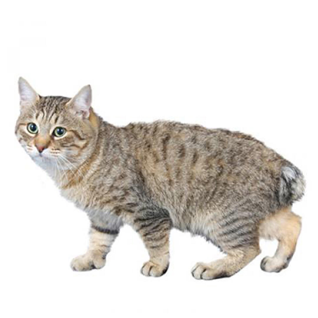 Raça de gato Bobtail japonês (cabelo comprido)