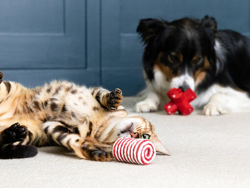 Gato e cachorro a brincar com brinquedos