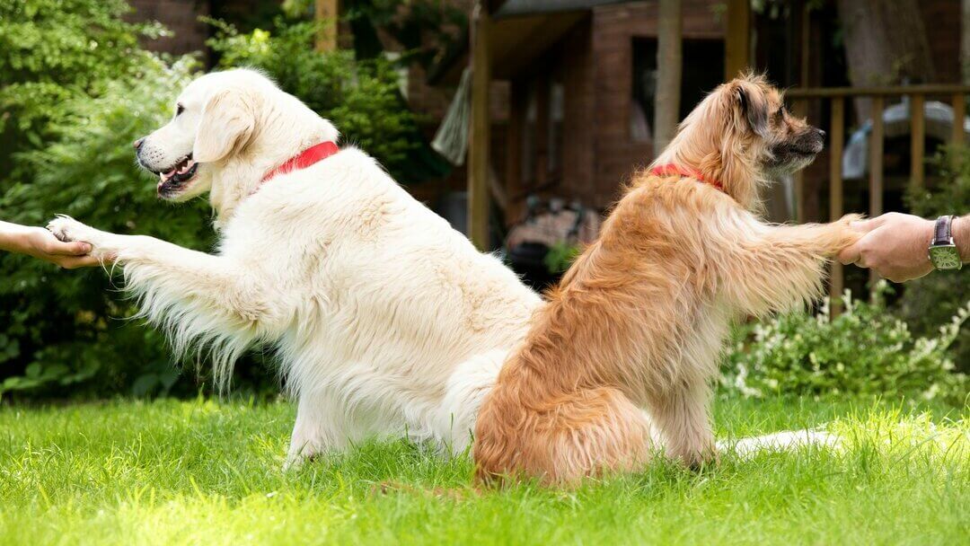 Pet Com - O Dogue Alemão é uma das maiores raças de cães, chegando a medir  80cm de altura. Apesar de todo esse tamanho é um cão muito dócil e amigável  com