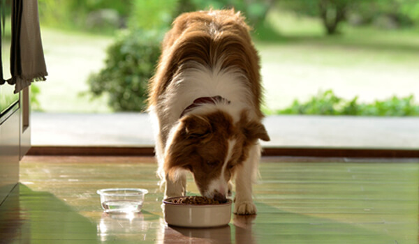 comendo cachorro