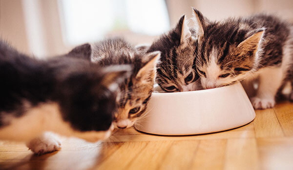 gatinhos comendo na mesma tigela