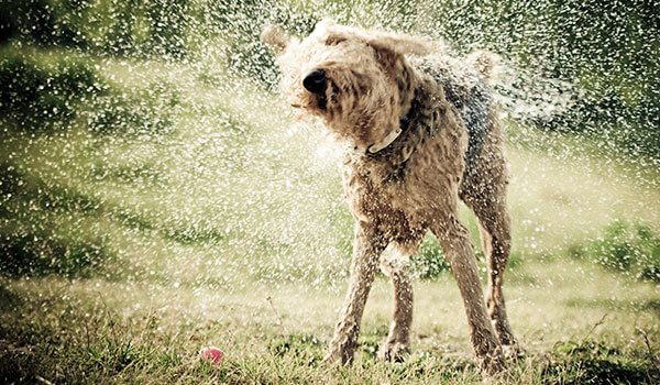 cachorro sacudindo a água