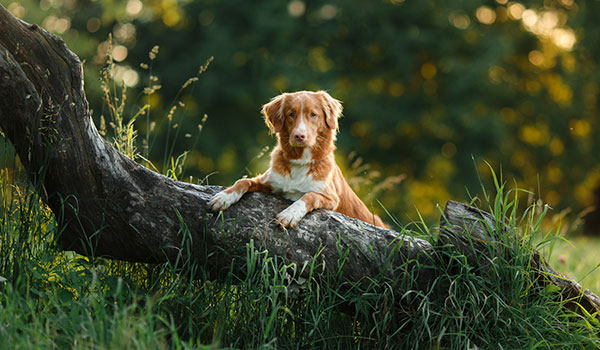 cachorro na árvore