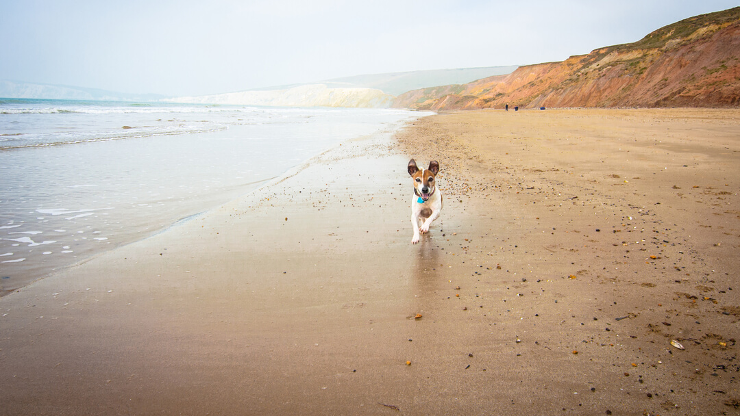 cachorro castanho e branco a correr ao longo de uma praia