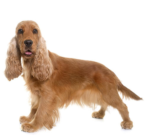 Cocker Spaniel Inglês: veja as características na PremieRpet