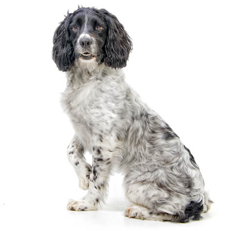 SPRINGER SPANIEL INGLÊS: características e cuidados