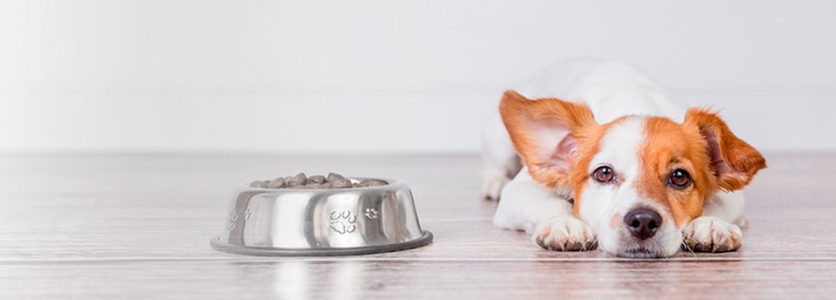 Jack Russell deitado na frente de uma tigela de comida