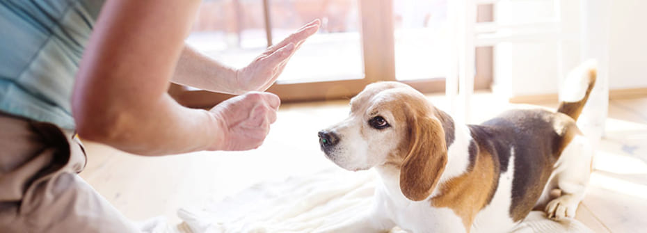 Beagle a ser treinado com um deleite