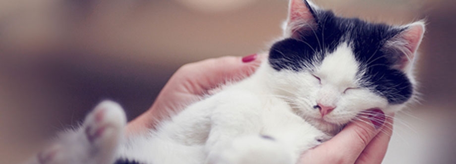 Gato preto e branco a dormir nas mãos dos donos