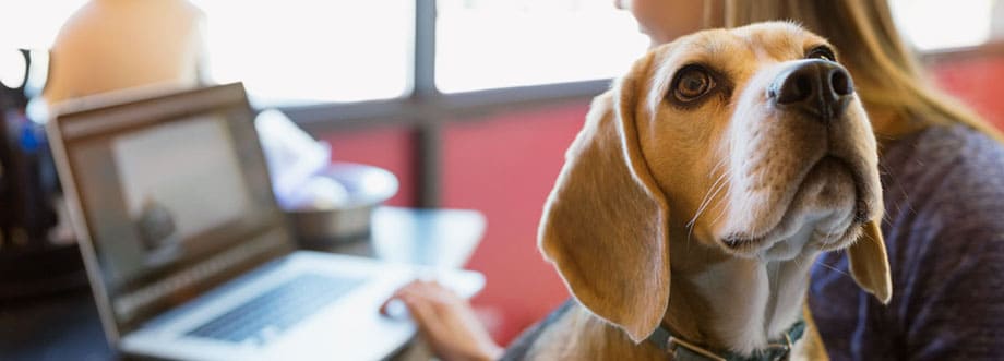 Mulher a trabalhar no laptop com Beagle