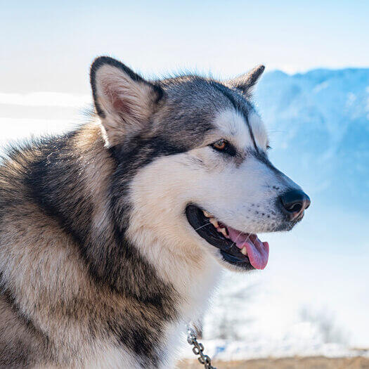 Malamute do sales