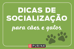 Dicas de Socialização para Cães e Gatos