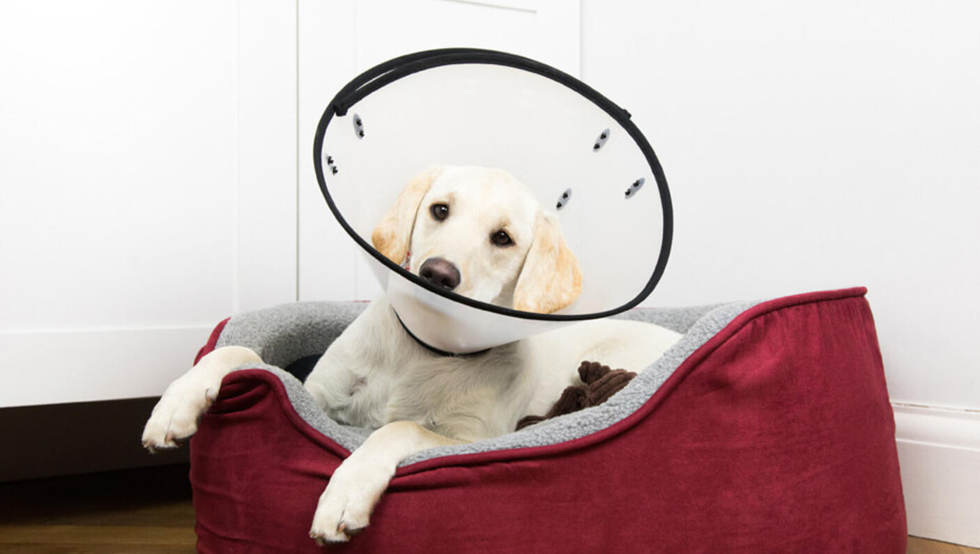 Cachorro usando cone