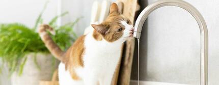 Porque é que o seu gato está a beber muita água?