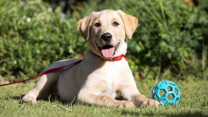 Labrador na grama