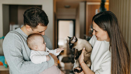 Como juntar gatos e bebés recém-nascidos pela primeira vez 