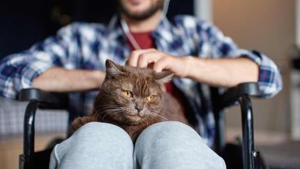 gato no colo de um homem