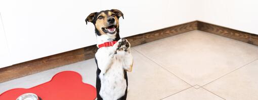 cão pequeno em pé nas patas traseiras com as patas para cima