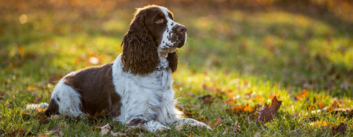 Springer Spaniel Inglês sentado na relva no outono