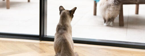 Gato cinza olhando pela janela para outro gato