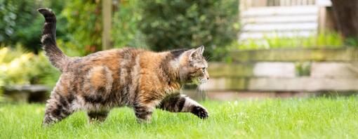 Gato castanho escuro e irregular a andar pela relva.