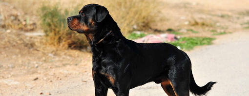 Cachorro a olhar para longe