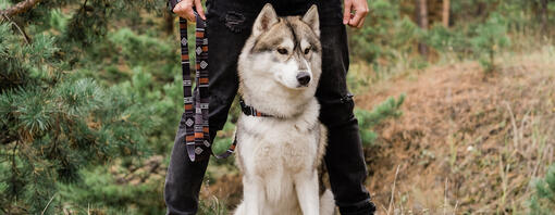 Cão em pé com o dono na floresta