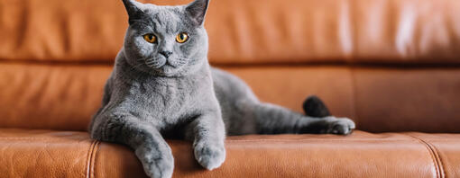 Gato cinza deitado em um sofá de couro