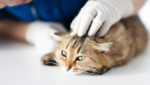 gato a ser analisado no veterinário