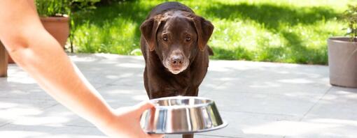 Labrador mais velho recebendo uma tigela