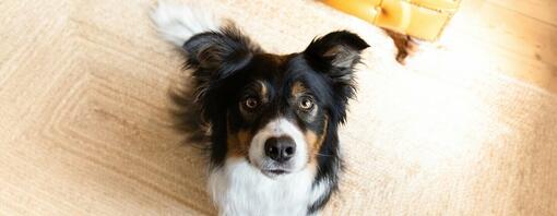 Cão obediente olhando para a câmera