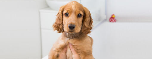 cachorrinho a ser segurado durante o banho