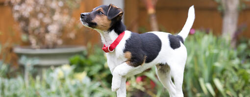 cachorrinho feliz lá fora na relva