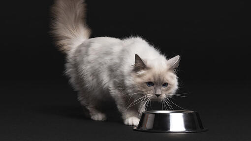 plano profissional birmanês