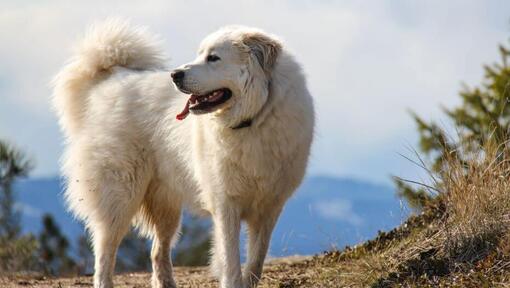 Cão de Montanha dos Pirenéus: saiba tudo sobre a raça de cachorro