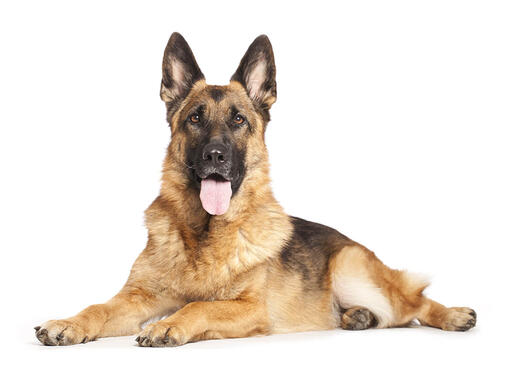 Dogue Alemão: saiba tudo sobre a raça - Blog AZ Petshop - Dicas para cuidar  do seu pet!