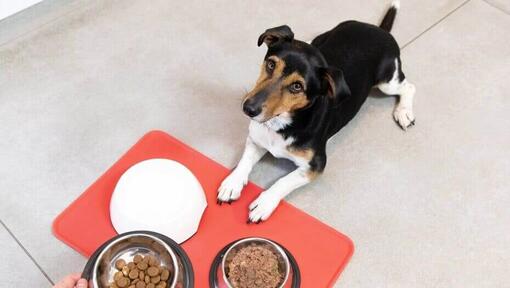 Cão pequeno com tigelas de comida húmida e seca