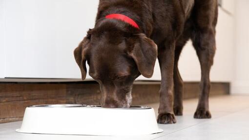 Cão sénior comendo na tigela