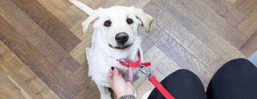 cachorrinho olhando para o dono na sala de espera do veterinário