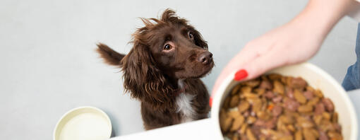 spaniel a olhar para a tigela de comida de cão