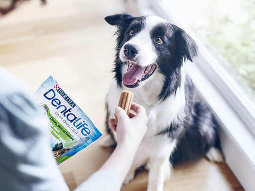 Dentalife Dog