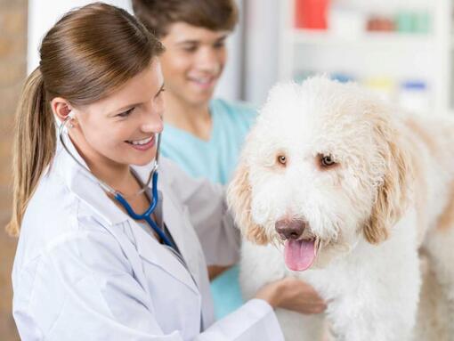 cachorro branco sentado em cima da mesa no veterinário