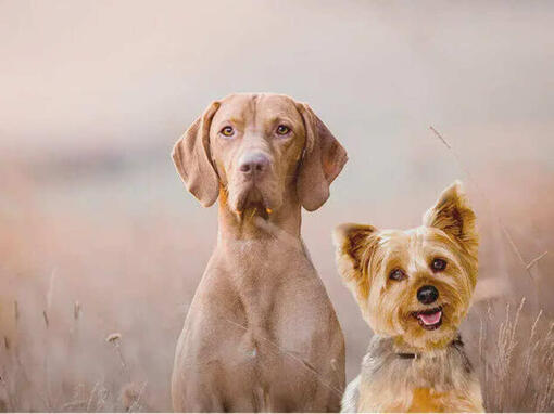 Dois cães felizes​