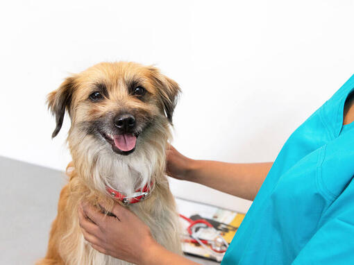 Terrier nos veterinários