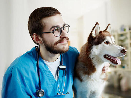 Veterinário com Husky