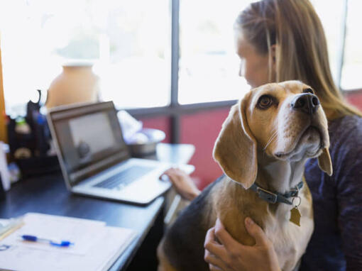 Beagle sentou-se no colo dos donos enquanto trabalha