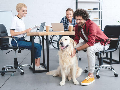 Golden retriever sentado na mesa com trabalho em grupo