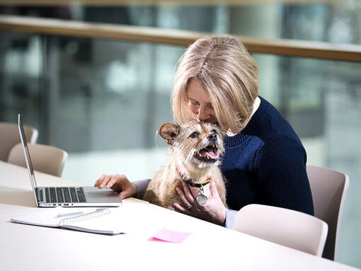 Terrier sentado no colo da mulher enquanto ela trabalha no laptop