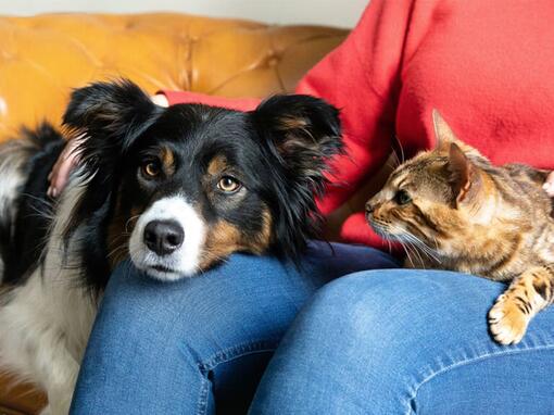 Cão e gato no colo dos donos