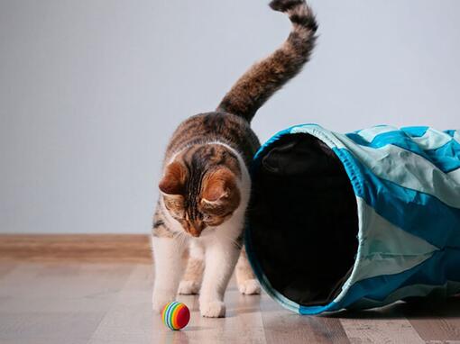 Gato a brincar com uma bola e um túnel